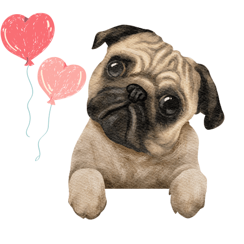 productos bonitos para perros