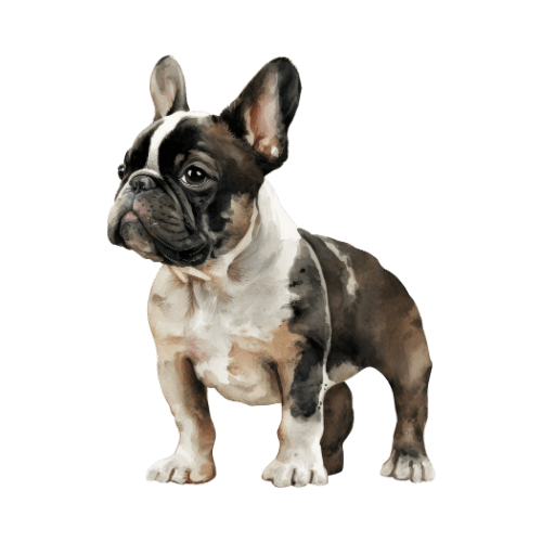 productos para perros